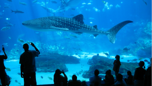 acquarium