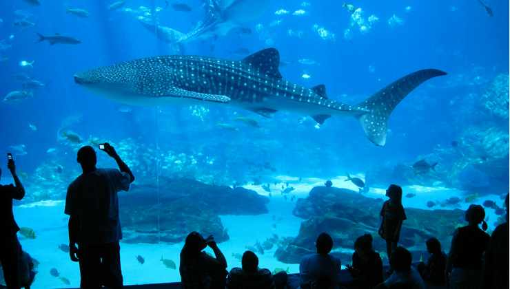 New Research finds Aquariums deliver Health and Wellbeing Benefits