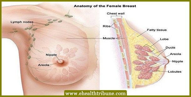 The 10 Best Foods that Prevent Breast Cancer