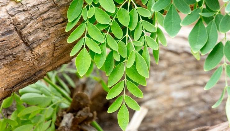 Moringa, A Nutritious Superfood and Natural Multivitamin