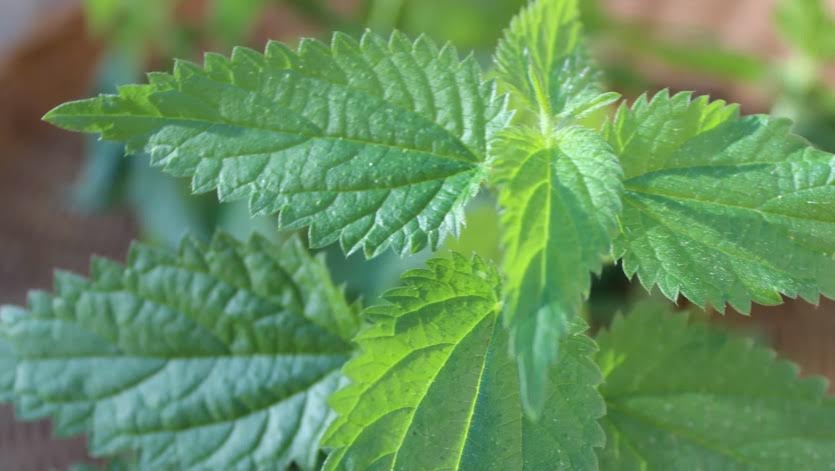 Stinging Nettle, A Nutritive Herb and Energizing Tea