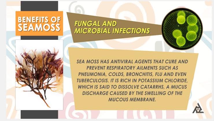 Health Benefits Of Seamoss (Irish Moss)