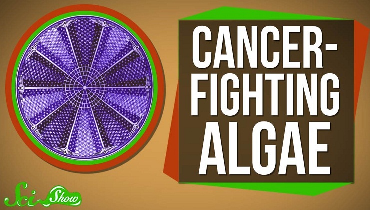 Genetically Engineered Cancer-Fighting Algae