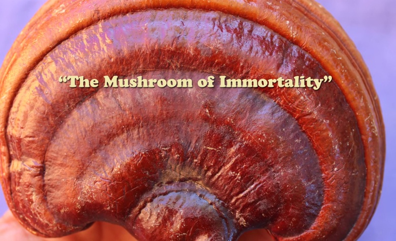 Reishi Mushroom, A Shen Tonic and Immune Modulator