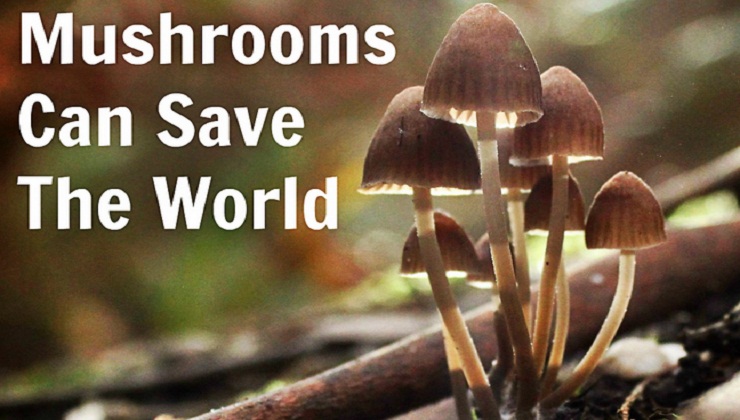 6 ways Mushrooms can Save the World