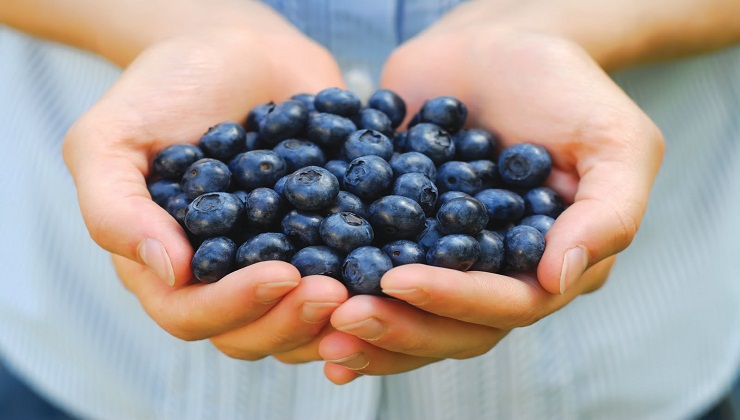 Blueberries, the well-known ‘Super Fruit,’ could help fight Alzheimer’s