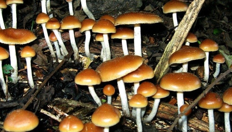 Magic Mushrooms appear to ease long-term Depression, studies find
