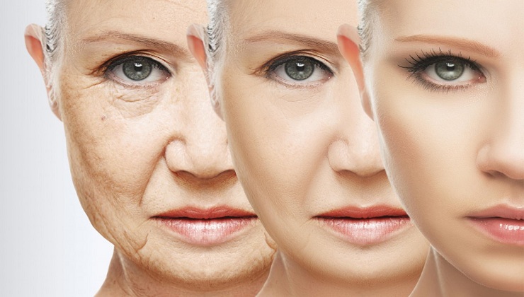 A promising Anti-aging drug is about to undergo Human trials for the first time