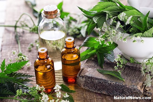 8 Antibacterial Essential Oils to keep you Healthy Naturally