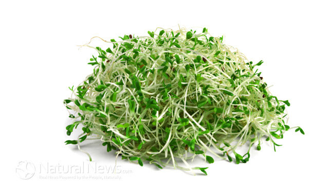 Broccoli Sprouts: Nature’s Most Powerful Cancer-Fighting Food