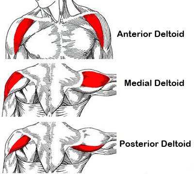 The Ultimate Shoulder Workout: The Best Shoulder Exercises for Big Delts