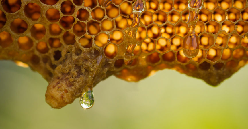 Sour Honey is a Cure for Cancer?