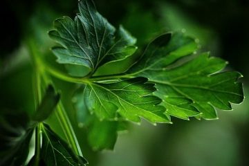 5 Healing, Natural Remedies to Care for Your Liver