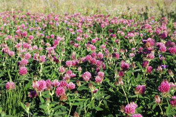 6 Health Benefits and Uses for Red Clover