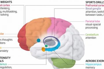 New Finding: Different Types of Exercise affect different parts of Your Brain