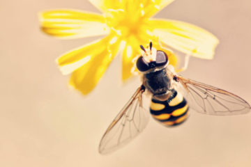 These Natural Bee Sting Remedies can save Someone’s life