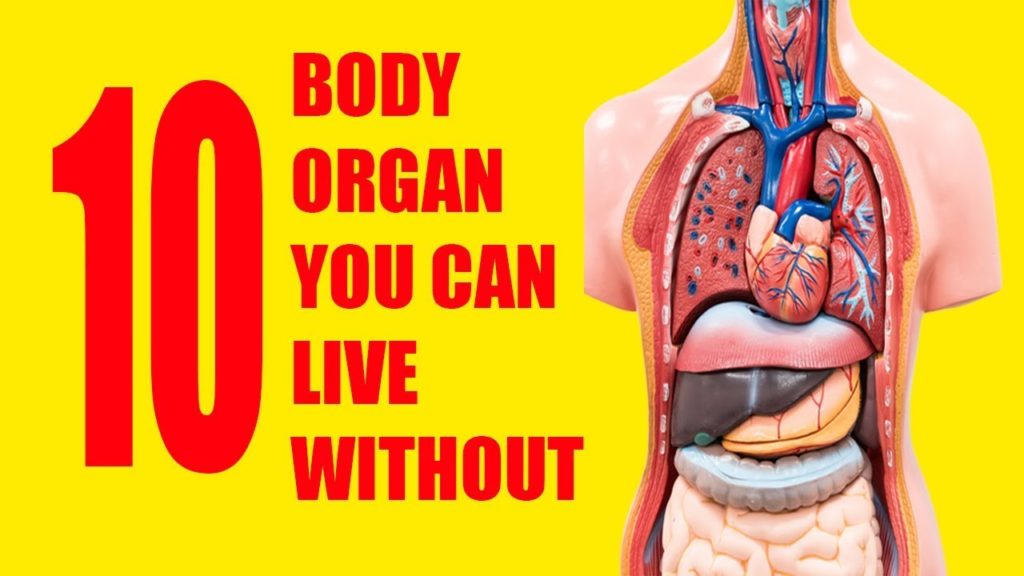 10 Organs you can actually Live without