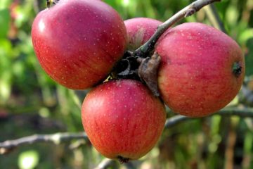 Start Eating One Apple a Day, see what changes in your Body