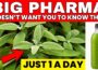 Just 1 Leaf Destroys Diabetes, Belly Fat and Bad Cholesterol (Backed by Science!)